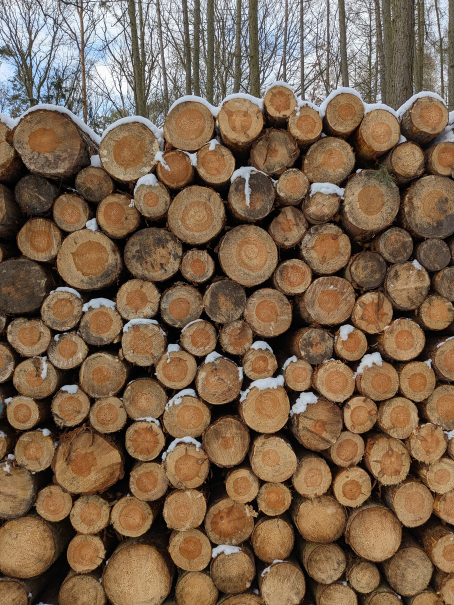 Aufgeschichtetes Brennholz im Kiefernwald