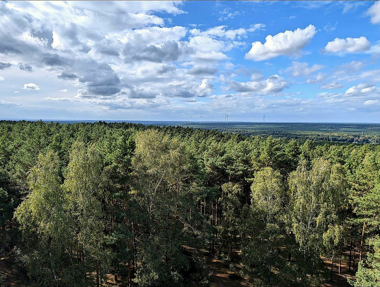 Baumkronen und Windräder am Horizont, aufgenommen vom Wietkiekenberg